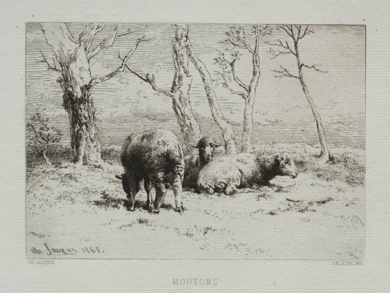 भेड़, 1868। द्वारा चार्ल्स एमिले जेक