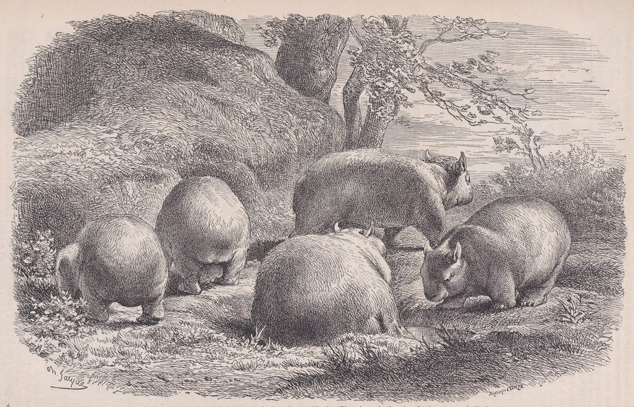 वॉम्बैट, ले मैगासिन पित्तोरेस्क से, सीए। 1852. द्वारा चार्ल्स एमिले जेक