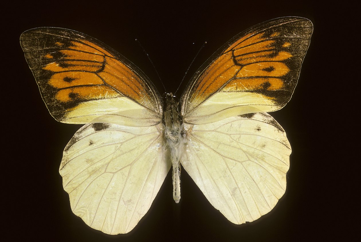 Hebomoia leukippe सल्फरस द्वारा चार्ल्स हेनरी जोसेफ लीकरर्ट