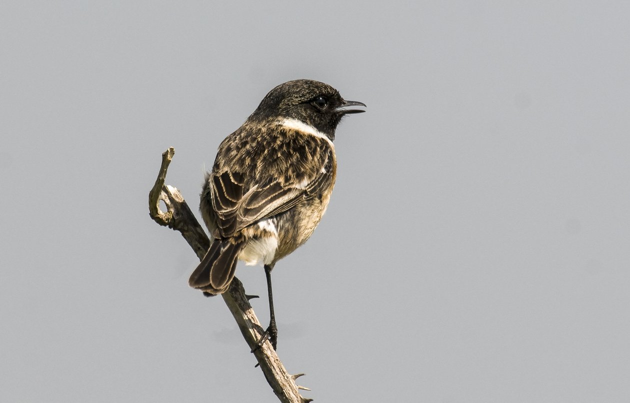 Saxicola torquata/Dawler/Common Stonechat द्वारा चार्ल्स हेनरी जोसेफ लीकरर्ट