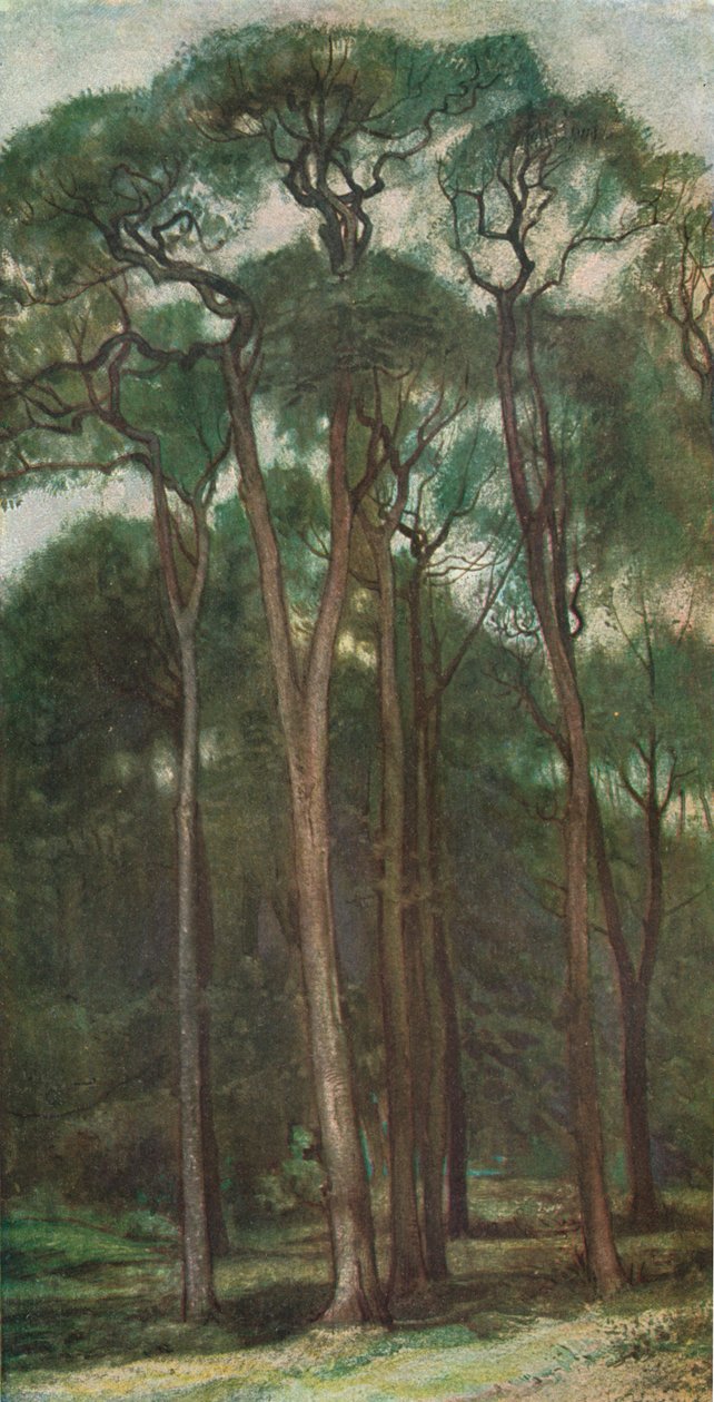 पेड़ों का अध्ययन, c1900 1903-1904 द्वारा चार्ल्स होरोलिड