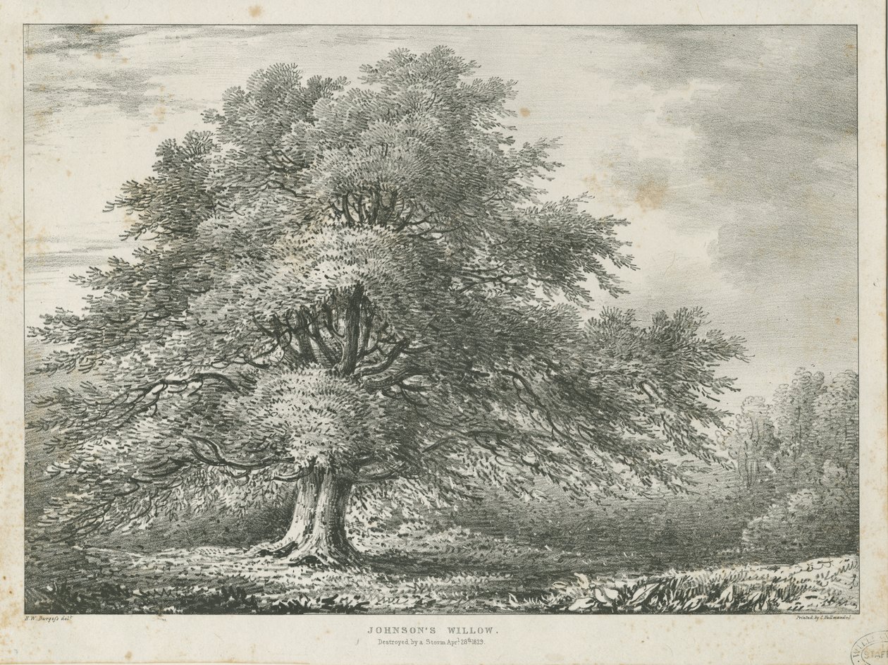 लिचफील्ड - ["डॉ। जॉनसन" "विलो ट्री: लिथोग्राफ, एनडी [1789-1850] द्वारा चार्ल्स जोसेफ हुलमंडेल