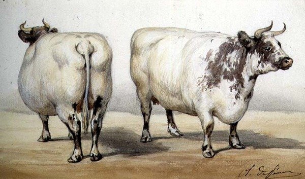 दो लंबी सींग वाली गायों का अध्ययन (जल रंग) द्वारा चार्ल्स ओलिवर डी पेनी