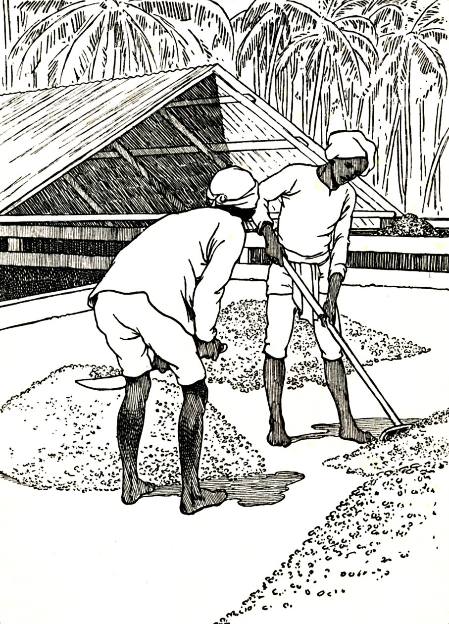 कोको को सुखाने, 1912 द्वारा चार्ल्स रॉबिन्सन