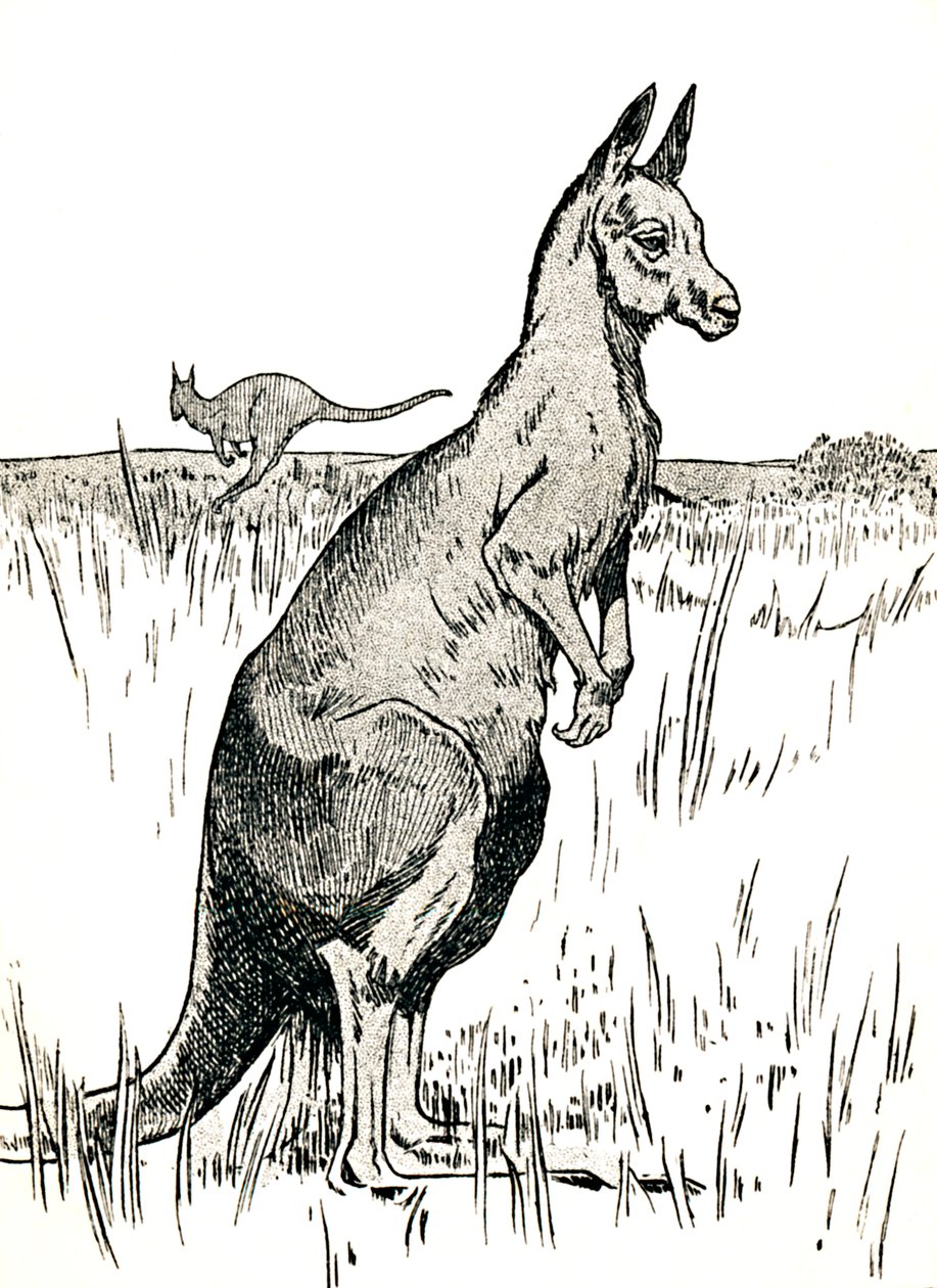 द कंगारू, 1912 द्वारा चार्ल्स रॉबिन्सन