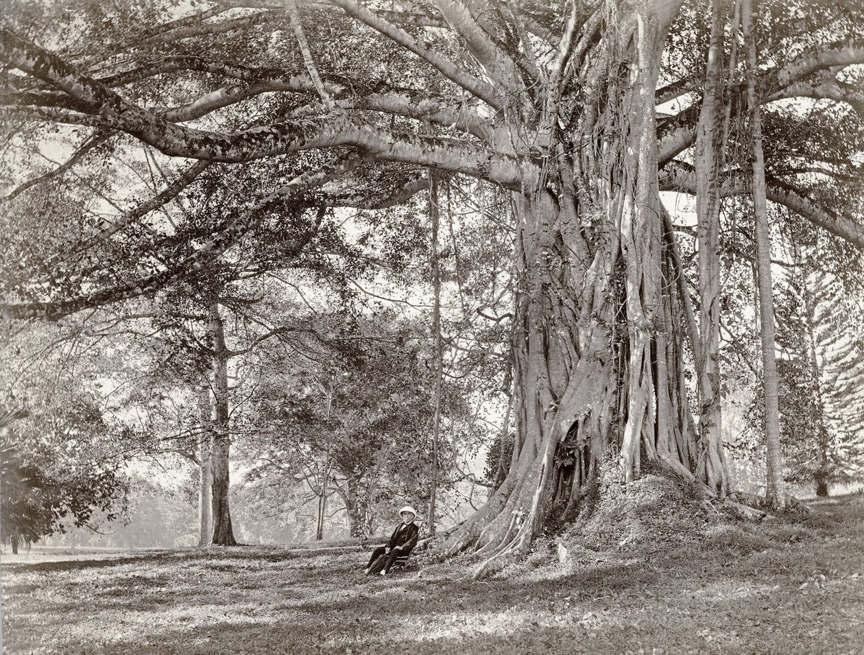 ब्रिटिश सीलोन में एक बड़े देशी पेड़ के नीचे बैठा एक सज्जन, जिसे अब 1880 का श्रीलंका कहा जाता है द्वारा चार्ल्स टी स्कॉवेन और सह