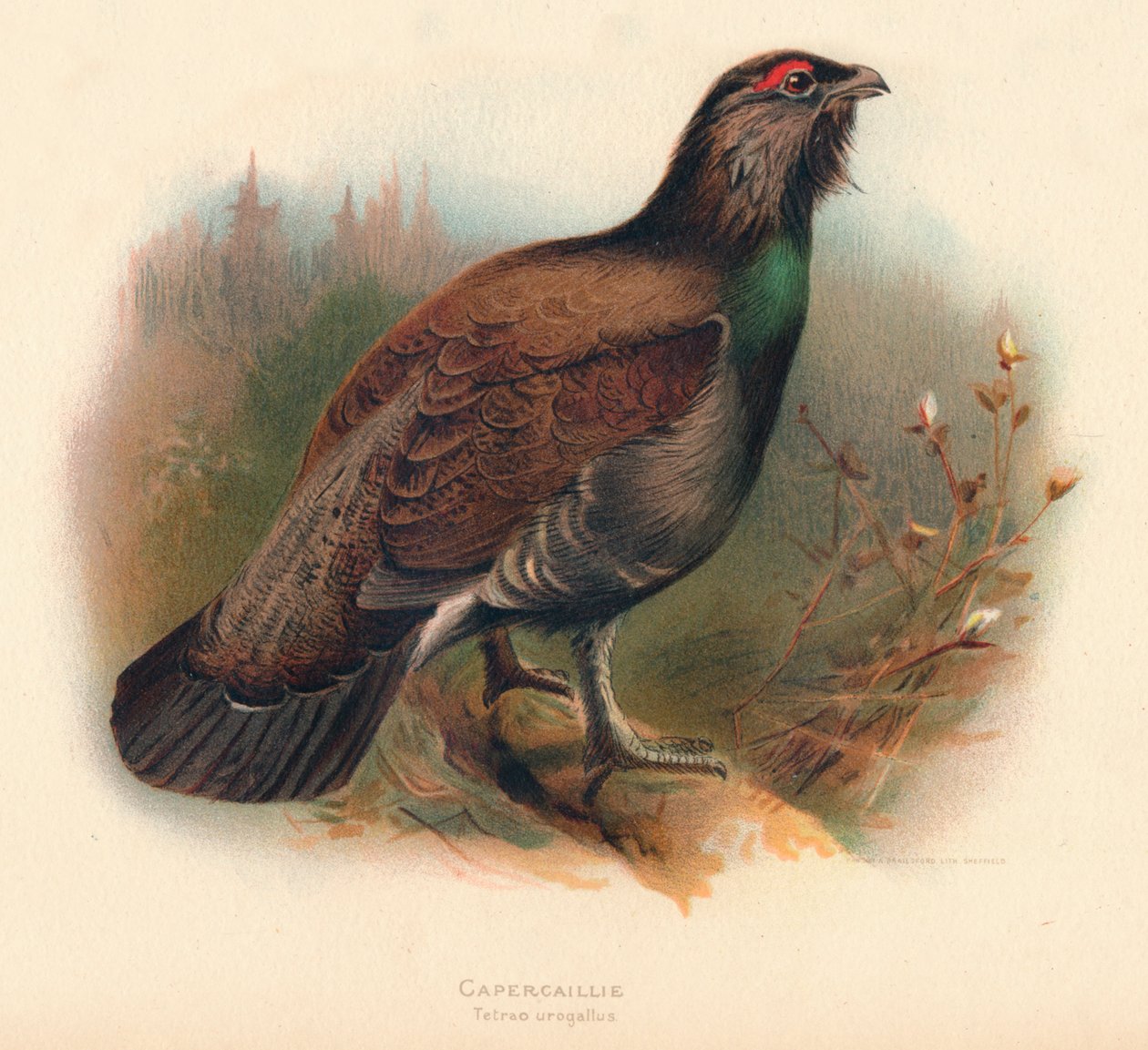 Capercaillie Tetrao urogallus, 1900, 1900 द्वारा चार्ल्स व्हिम्पर