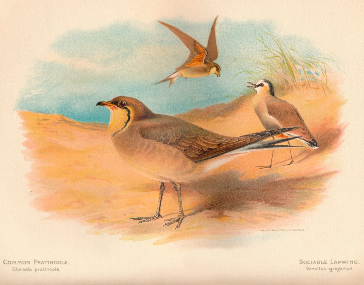 Pratincola आम Glareola pratincola, मिलनसार लैपविंग Vanellus, 1900, 1900 द्वारा चार्ल्स व्हिम्पर