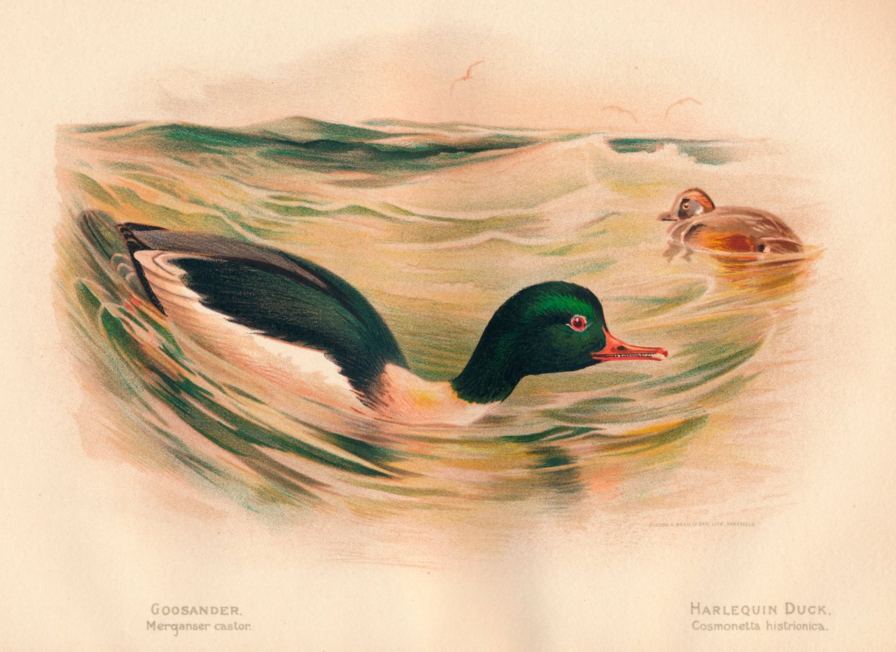Goosander Merganser कैस्टर, हर्लेक्विन डक कोस्मोनिटा हिस्टेरोनिका, 1900, 1900 द्वारा चार्ल्स व्हिम्पर