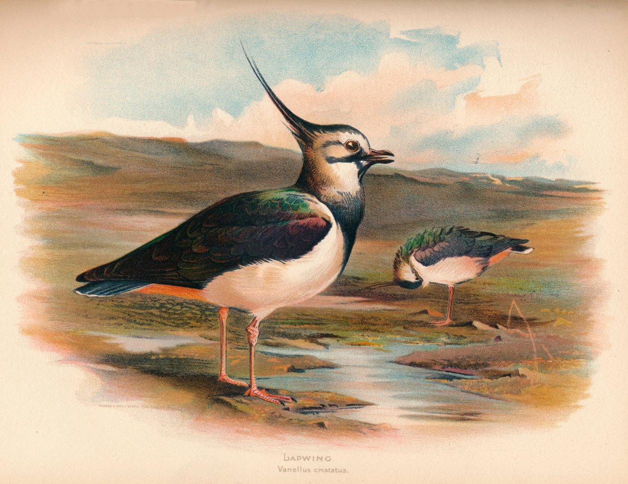 लैपविंग वनेलस क्रिस्टाकस, 1900, 1900 द्वारा चार्ल्स व्हिम्पर