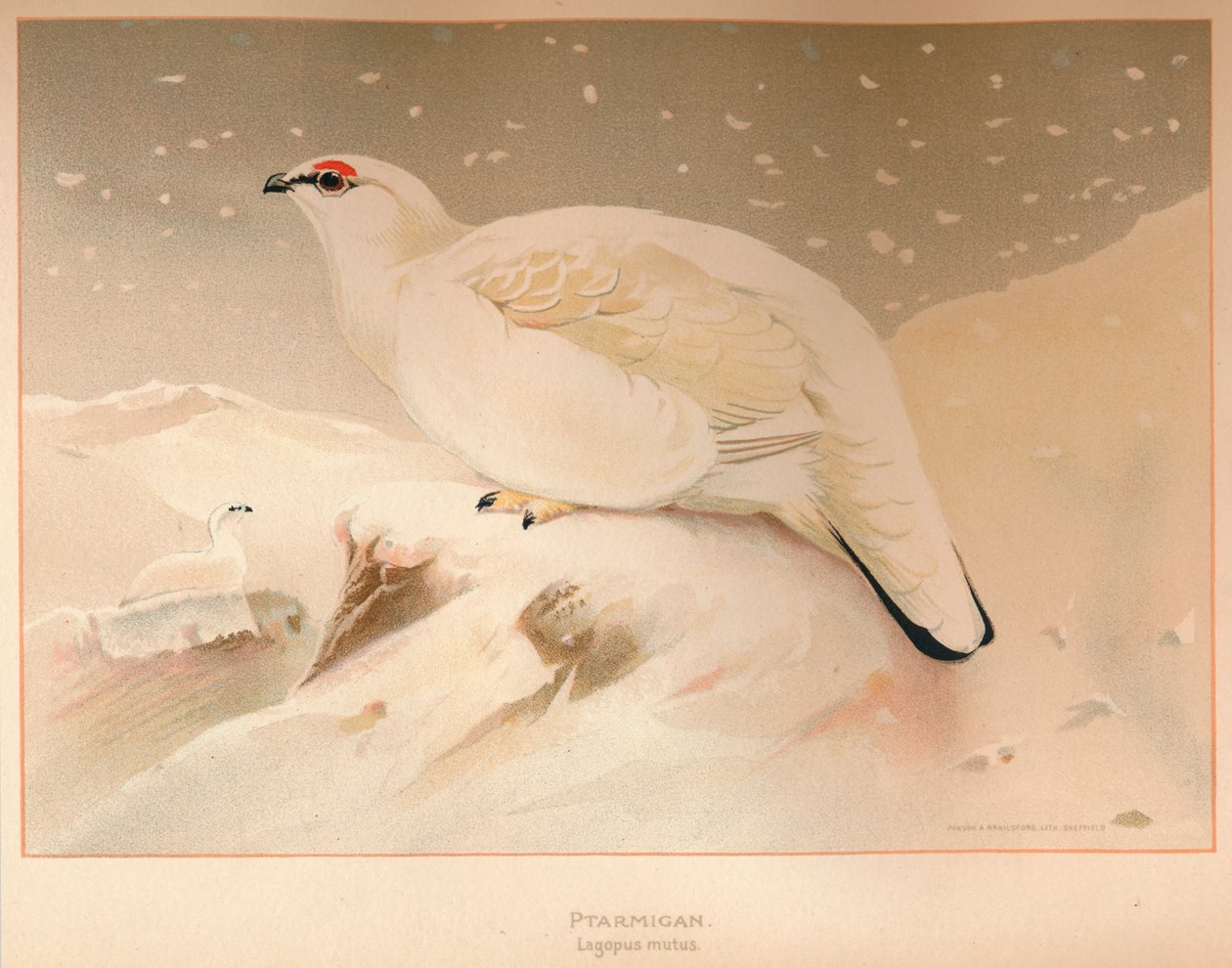 Ptarmigan lagopus अवाक, 1900, 1900 द्वारा चार्ल्स व्हिम्पर