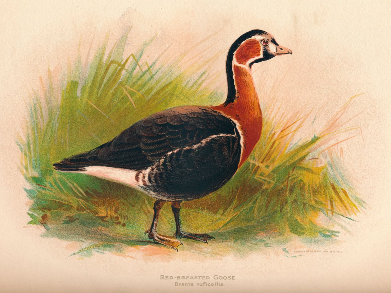 रेड-ब्रेस्टेड गूज ब्रांता रूफिकोलिस, 1900, 1900 द्वारा चार्ल्स व्हिम्पर