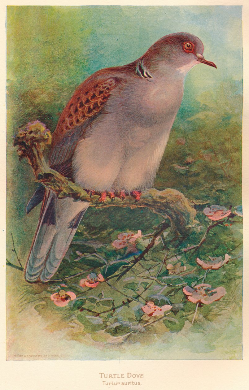कछुआ कबूतर कछुए anritns, 1900, 1900 द्वारा चार्ल्स व्हिम्पर