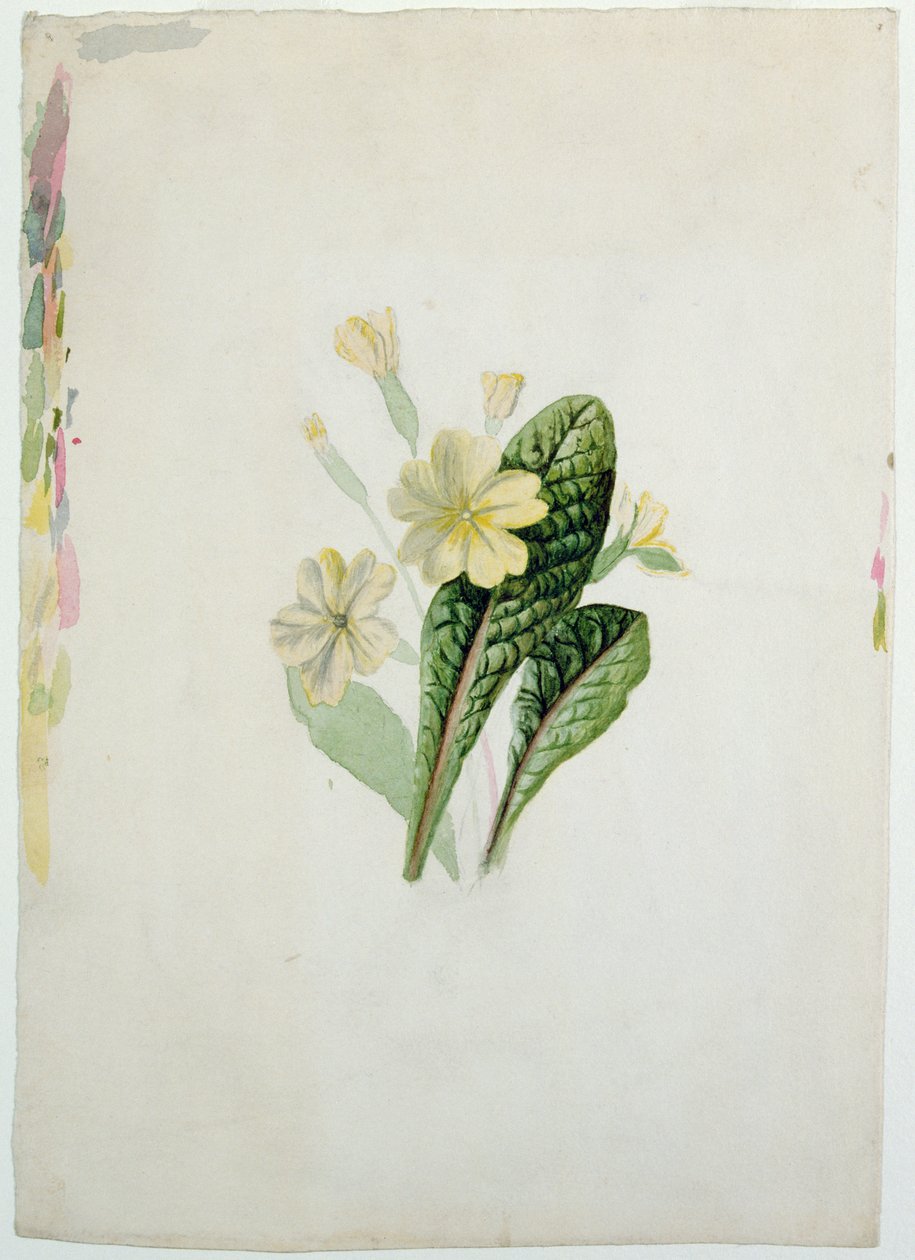 एक प्रिमरोज़ का अध्ययन, c.1830 (कागज पर wc) द्वारा शार्लेट ब्रोंटे
