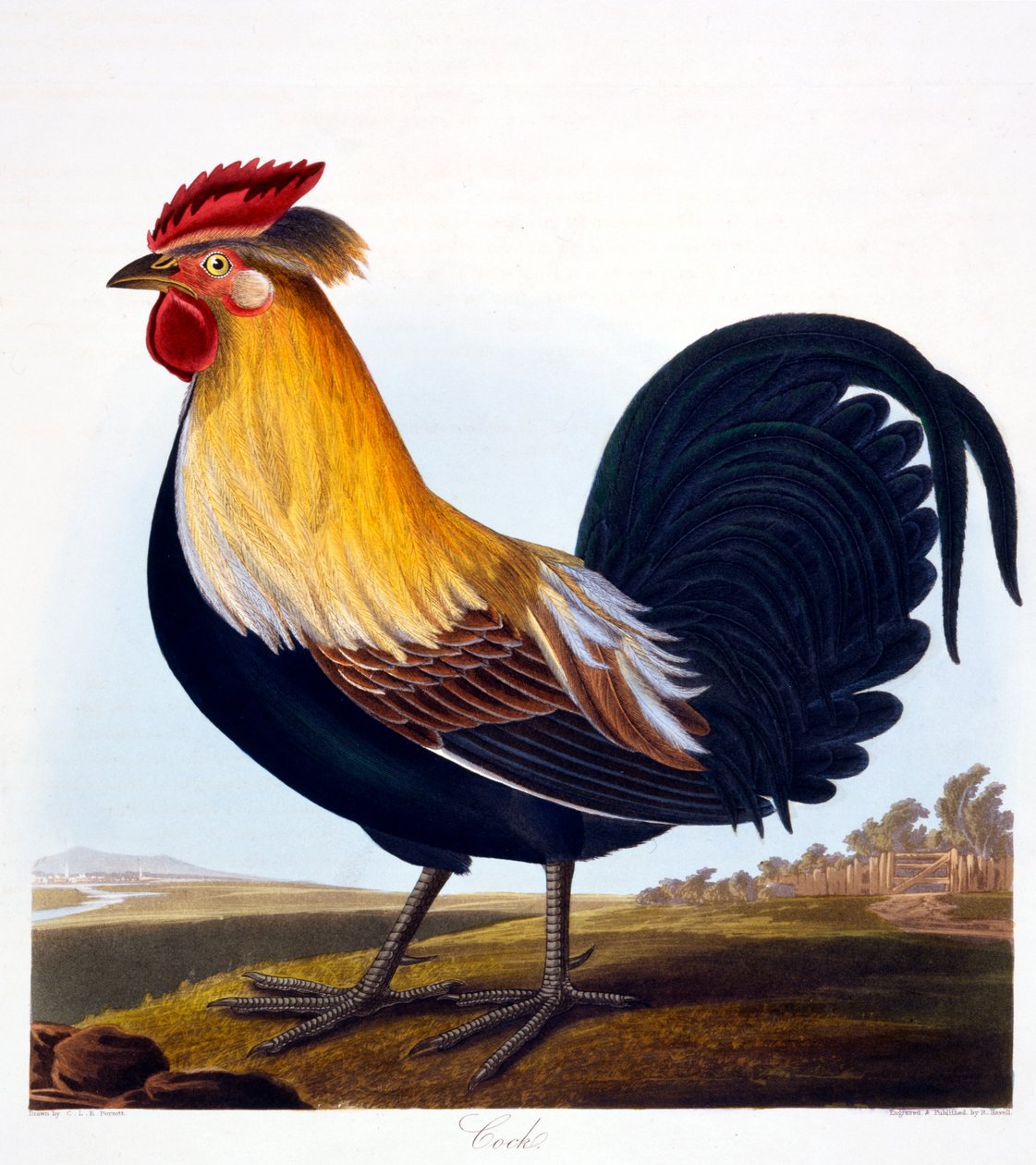 मुर्गा (फासियनस), रॉबर्ट हैवेल, जूनियर (1793-1878), 1835 द्वारा उत्कीर्ण द्वारा चार्लोट ले पेरोट