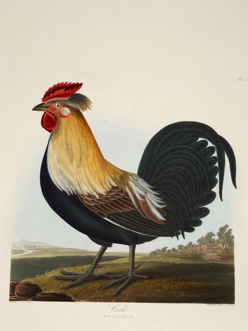 मुर्गा, Phasianus, पब। 1835 हाथ के रंग का उत्कीर्णन। द्वारा शार्लोट लुसिया एमिली पेरोट्ट