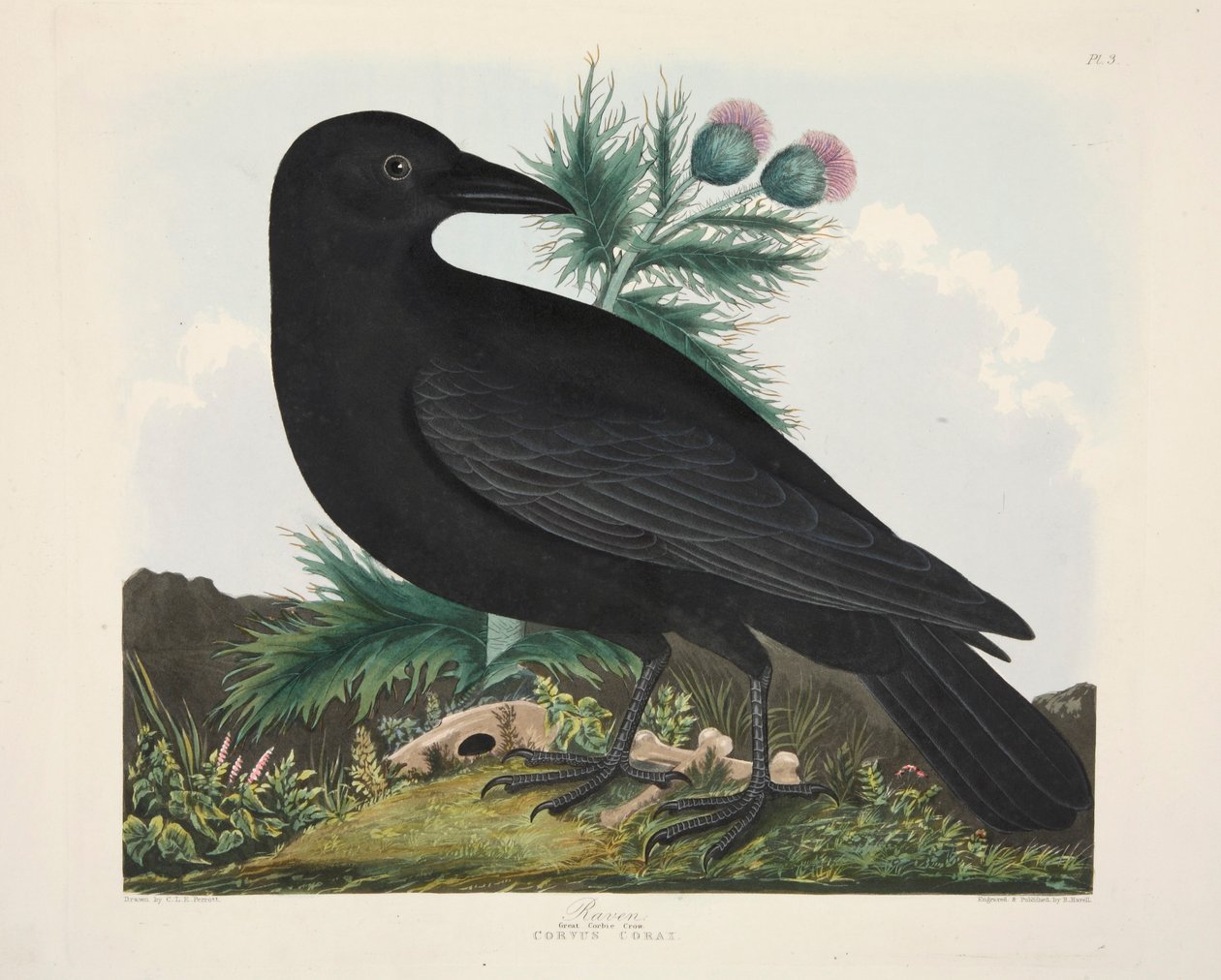 रेवेन, कॉर्वस कोरई, पब। 1835 हाथ के रंग का उत्कीर्णन। द्वारा शार्लोट लुसिया एमिली पेरोट्ट