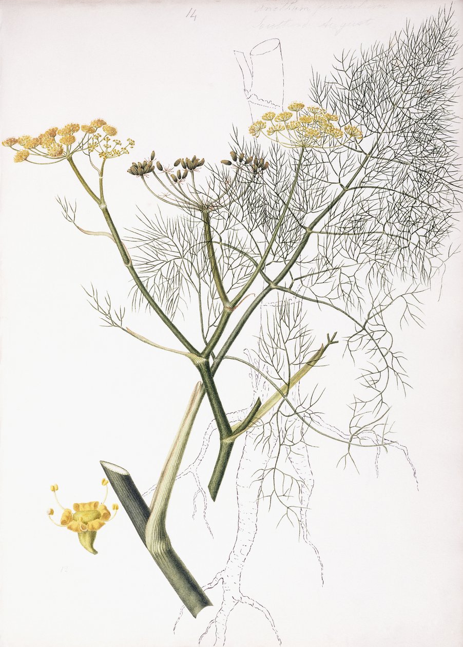 ए बॉटनिकल स्टडी, 1822-1845 द्वारा चार्लोट स्ट्रिकलैंड
