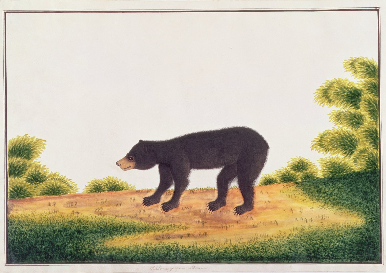 भालू, ब्रो-एंग, जानवरों के चित्र, कीड़े और सरीसृप से मलक्का, c.1805-18 (कागज पर wc और gouache) द्वारा चीनी स्कूल
