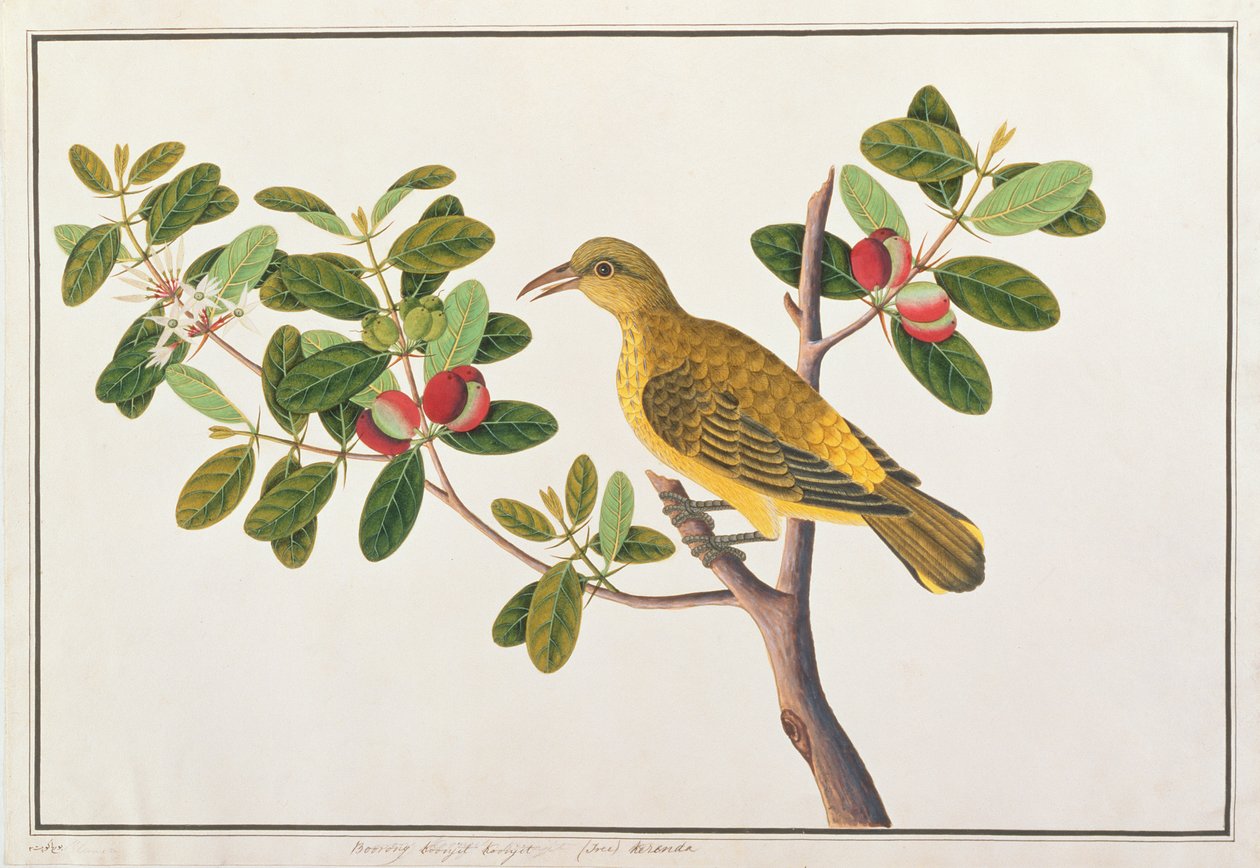मलक्का से पक्षियों के चित्र से काले-काले उड़िया, c.1805-18 (कागज पर wc) द्वारा चीनी स्कूल