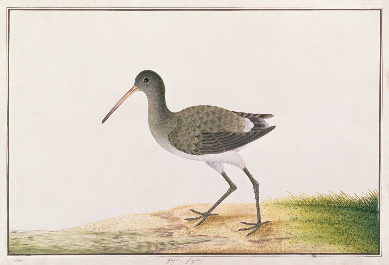 मलाका से पक्षियों के चित्र से काले पूंछ वाले गोडविट, c.1805-18 (कागज पर wc) द्वारा चीनी स्कूल