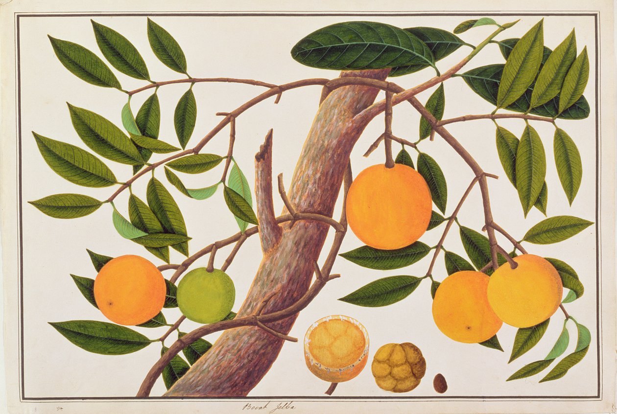 बोआह जेबा, मलाका से पौधों के चित्र से, c.1805-18 (कागज पर wc) द्वारा चीनी स्कूल