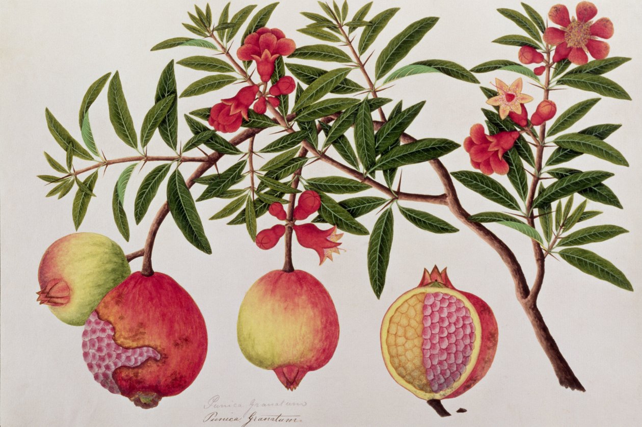 बुआ क्लिची या केसलपिनिया बॉन्डुकेला, मलक्का से पौधों के चित्र से, c.1805-18 (कागज पर wc) द्वारा चीनी स्कूल