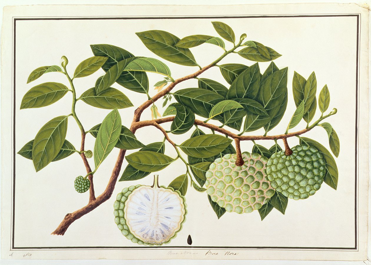 मलाका से पौधों के चित्र से बुआ नोरा, c.1805-18 (कागज पर wc) द्वारा चीनी स्कूल