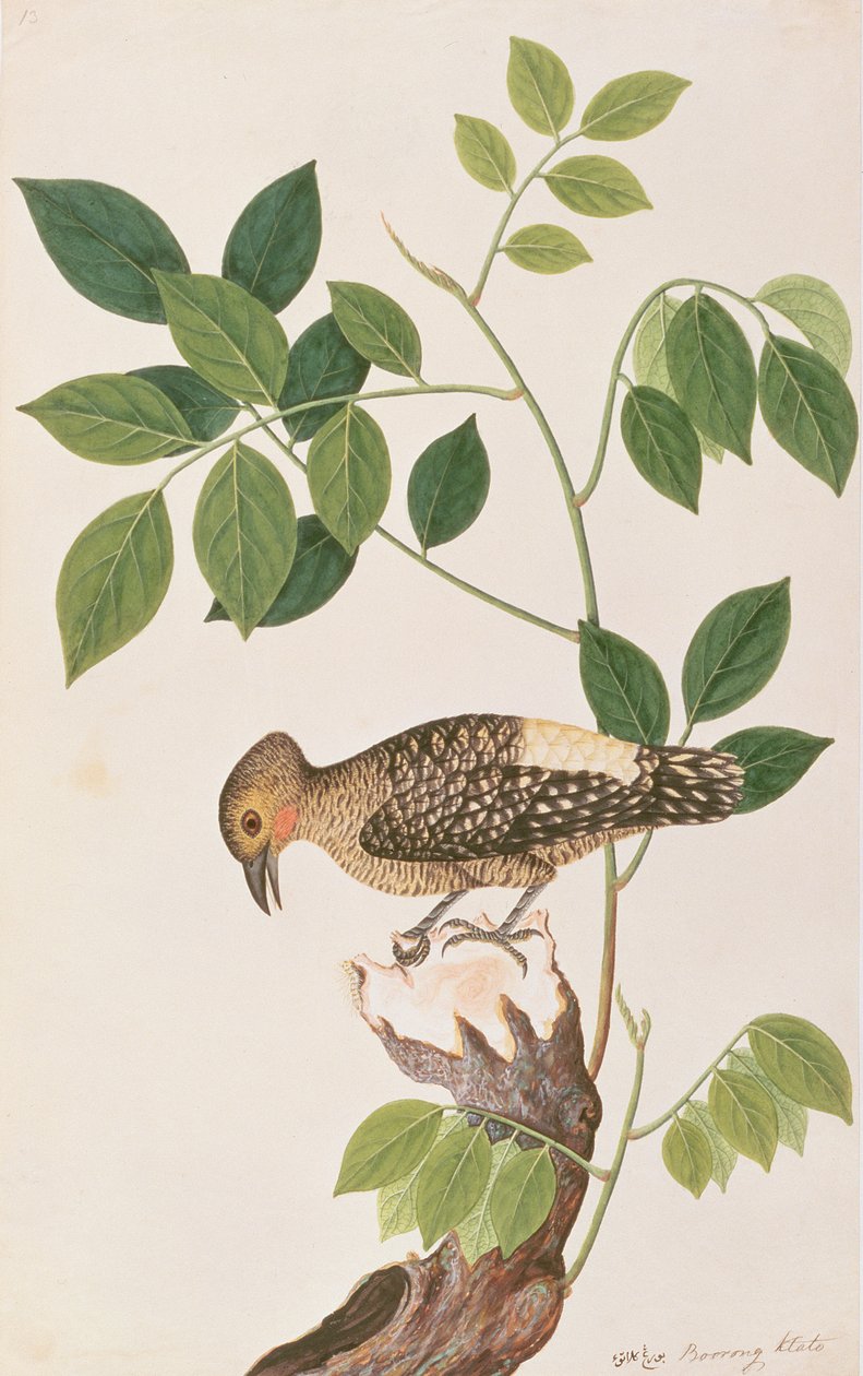 मलक्का से पक्षियों के चित्र से बफ-रुपी कठफोड़वा, c.1805-18 (कागज पर wc) द्वारा चीनी स्कूल