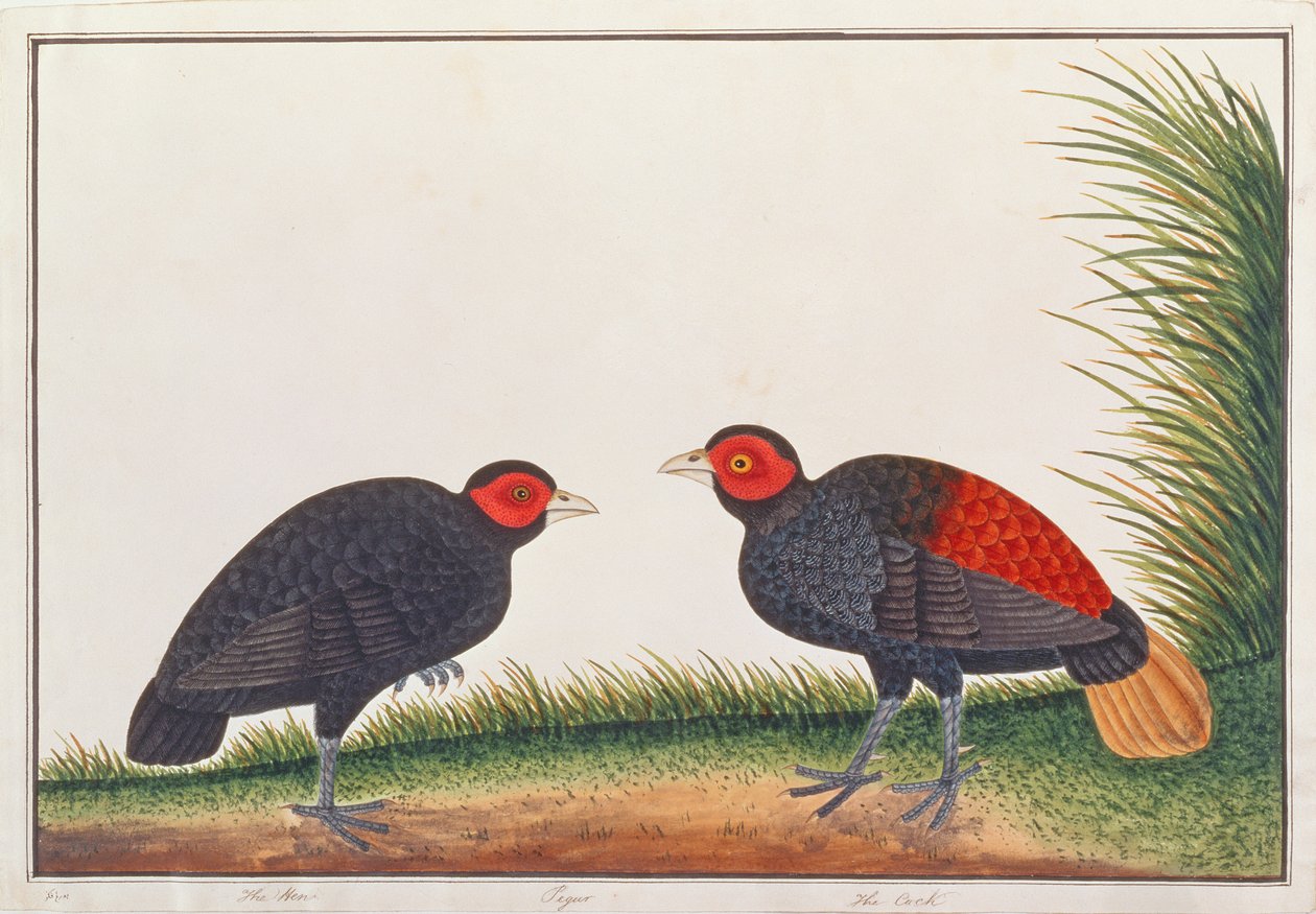 मलक्का से पक्षियों के चित्रण से क्रस्टलेस फायरबैक, c.1805-18 (कागज पर wc) द्वारा चीनी स्कूल