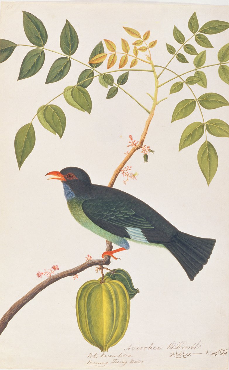 मलक्का से पक्षियों के चित्रण से डॉलरबर्ड, c.1805-18 (कागज पर wc) द्वारा चीनी स्कूल