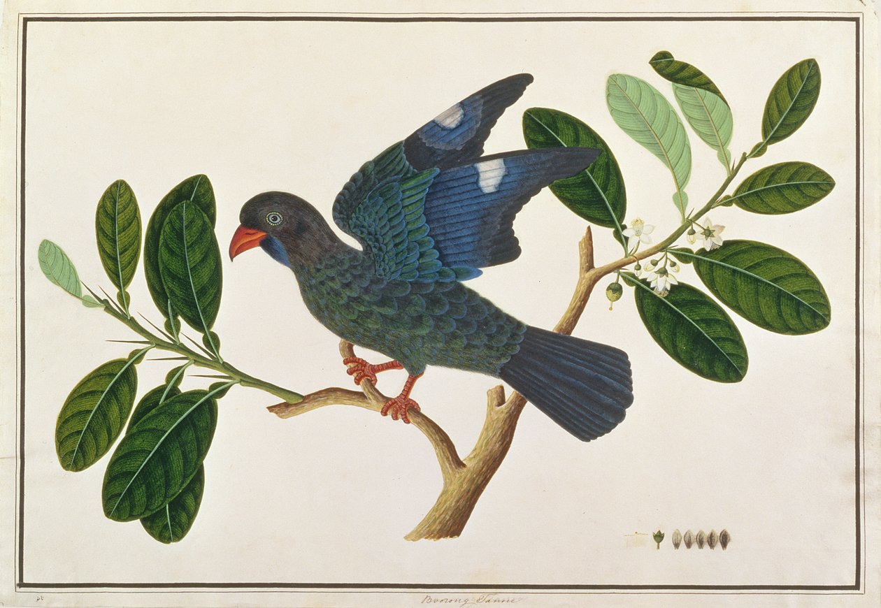 मलक्का से पक्षियों के चित्रण से डॉलरबर्ड, c.1805-18 (कागज पर wc) द्वारा चीनी स्कूल