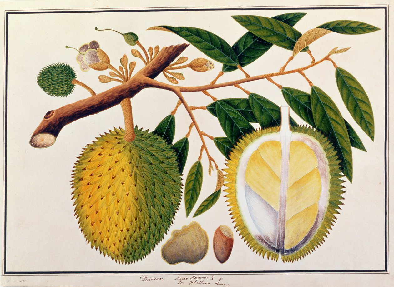 डोरियन या डुरियो हरकोराए, मलक्का से पौधों के चित्र से, c.1805-18 (कागज पर wc) द्वारा चीनी स्कूल