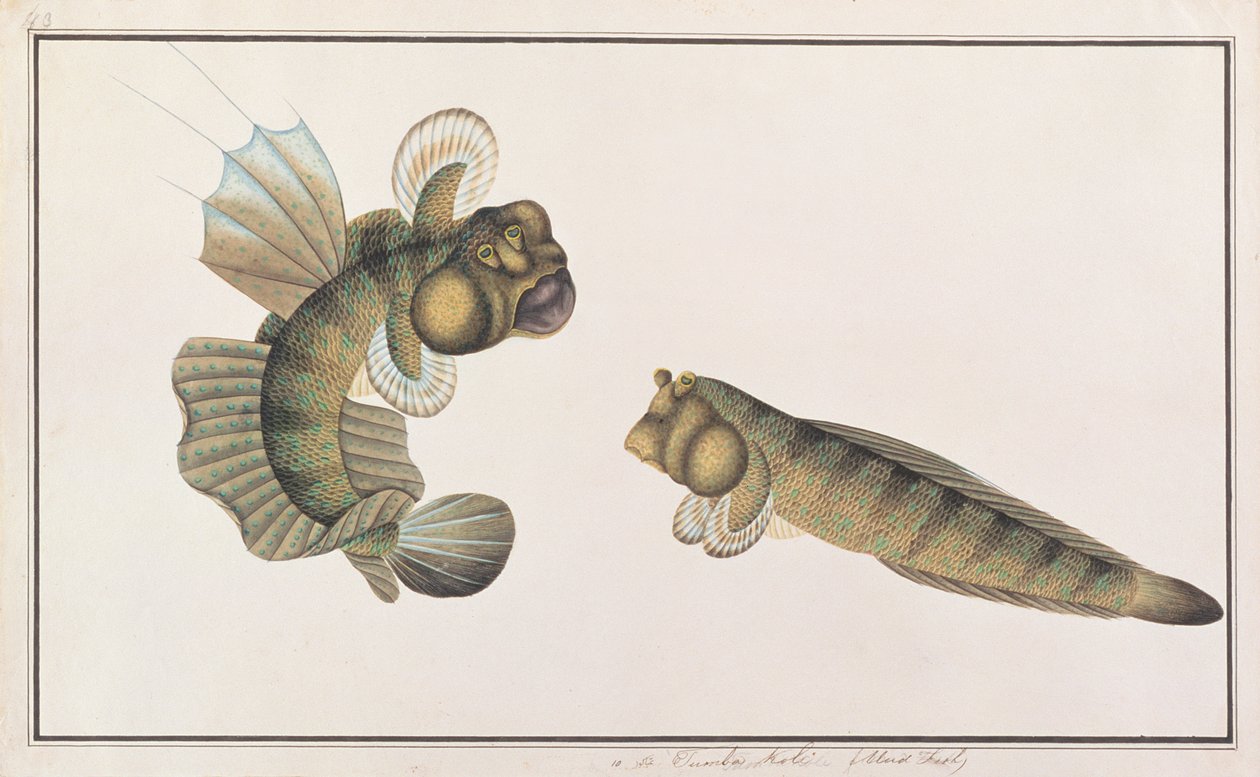 ड्रैगन मडस्किपर, मलक्का से मछलियों के चित्र, c.1805-18 (कागज पर wc) द्वारा चीनी स्कूल