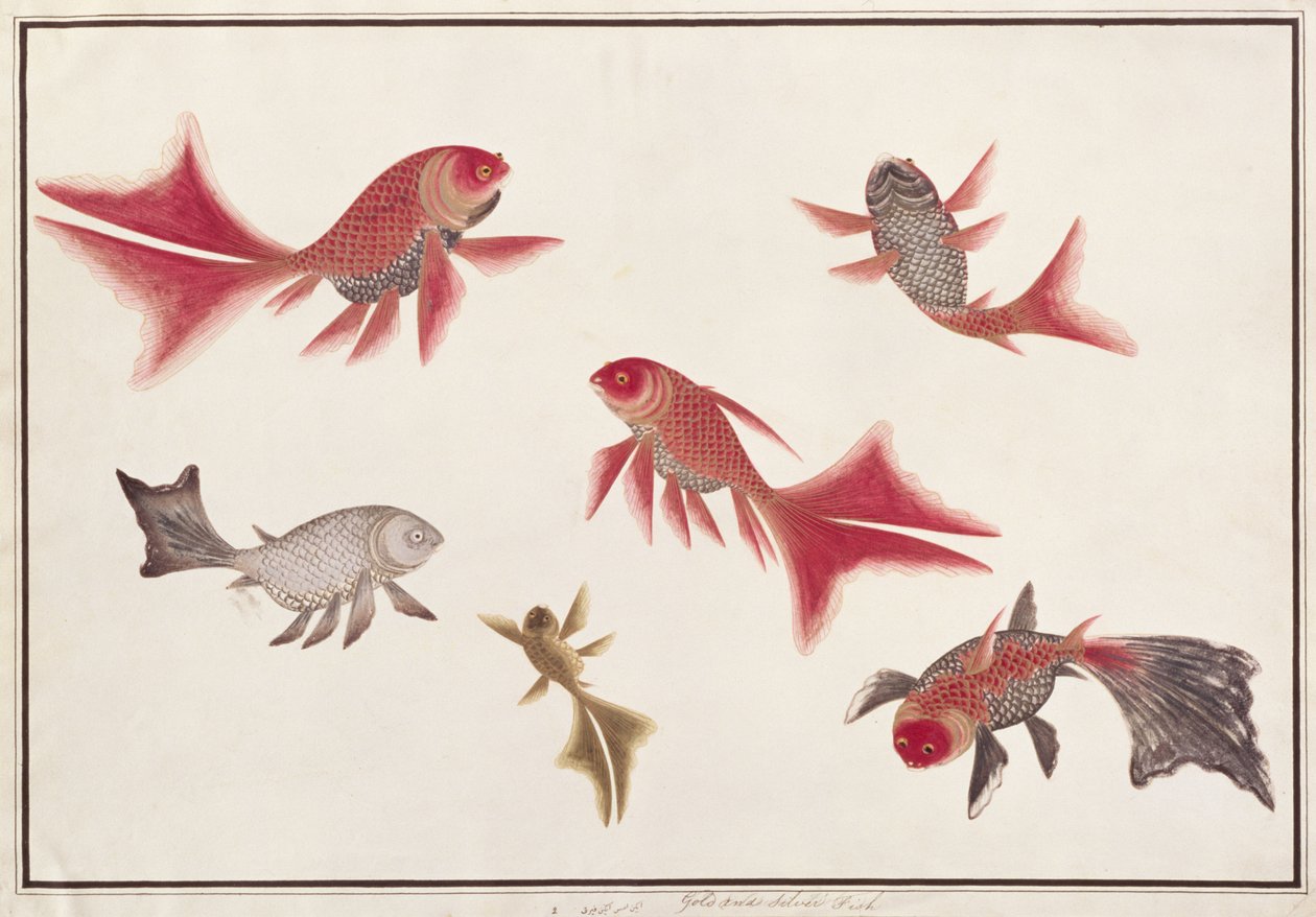 मलक्का से मछलियों के चित्र से सोने और चांदी की मछली, c.1805-18 (कागज पर wc) द्वारा चीनी स्कूल