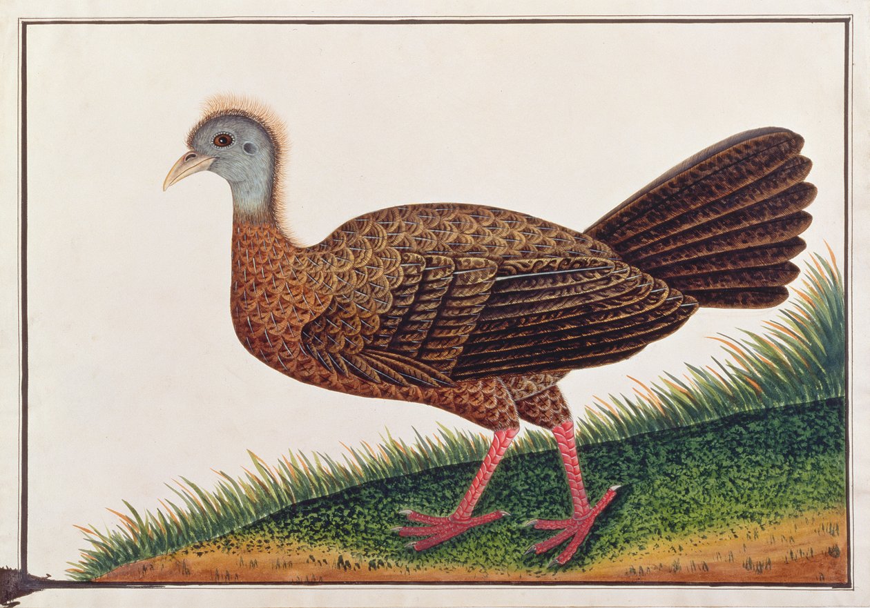 मलक्का से पक्षियों के चित्र से महान आर्गन्स, c.1805-18 (कागज पर wc) द्वारा चीनी स्कूल