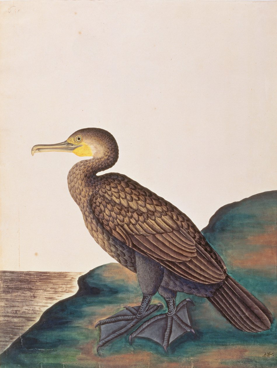 मलक्का से पक्षियों के चित्रण से महान कृमिनाशक, c.1805-18 (कागज पर wc) द्वारा चीनी स्कूल