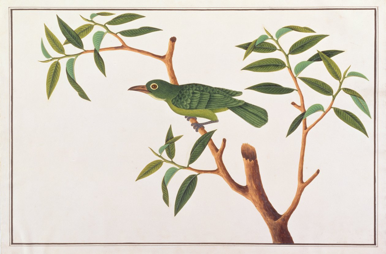 मलक्का से पक्षियों के चित्र से ग्रेटर ग्रीन लीफबर्ड, c.1805-18 (कागज पर wc) द्वारा चीनी स्कूल