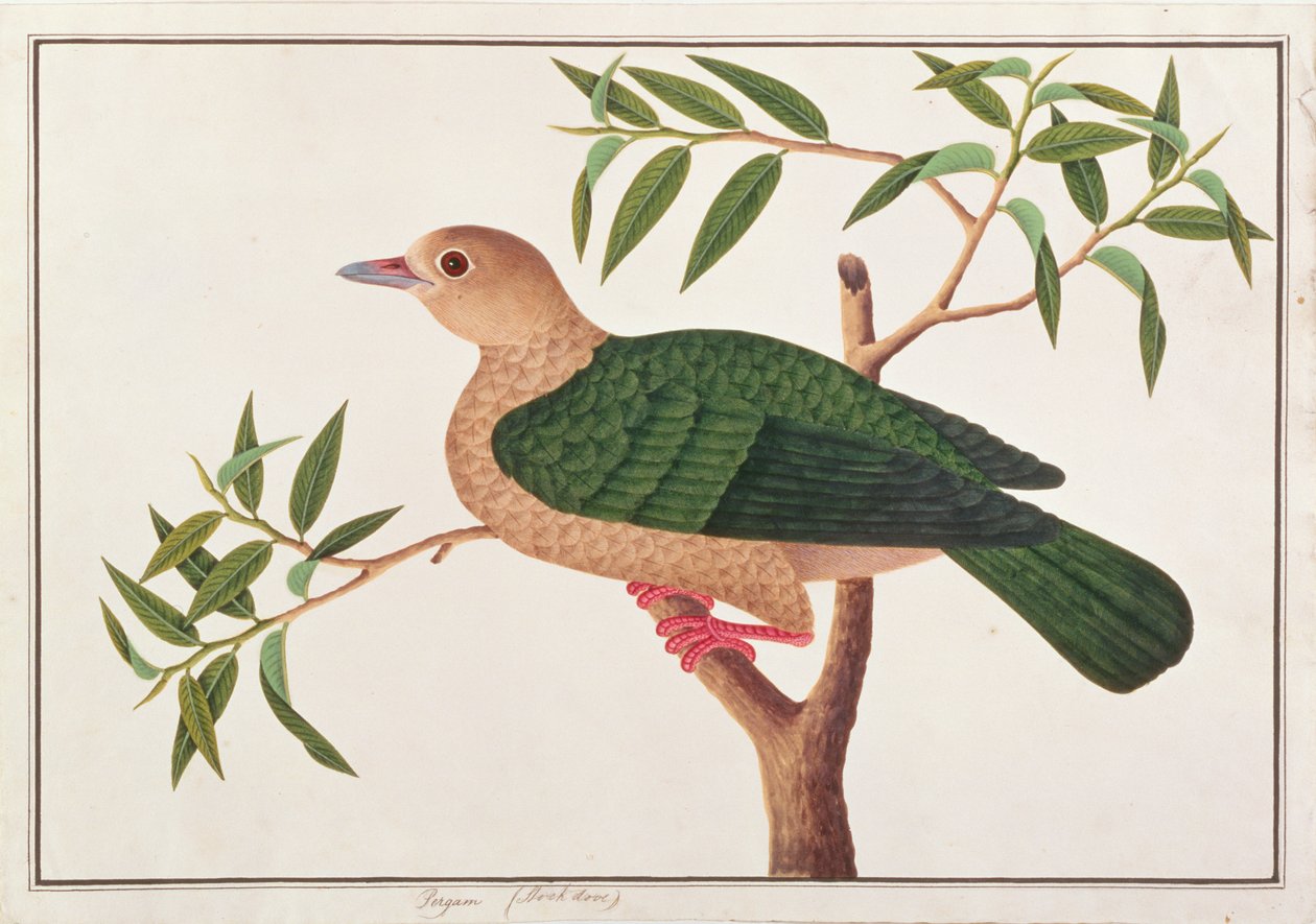ग्रीन इम्पीरियल कबूतर, पक्षियों के चित्र माल्स्का से, c.1805-18 (कागज पर wc) द्वारा चीनी स्कूल