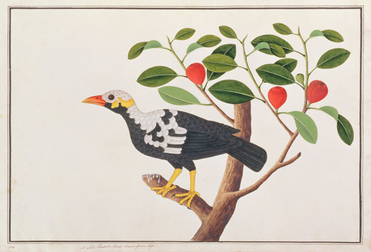 हिल मैना, पक्षियों के चित्र से मलक्का, c.1805-18 (wc कागज पर) द्वारा चीनी स्कूल