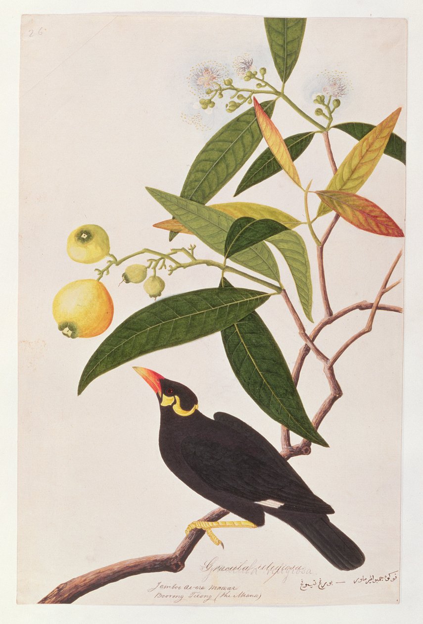 हिल मैना, पक्षियों के चित्र से मलक्का, c.1805-18 (wc कागज पर) द्वारा चीनी स्कूल