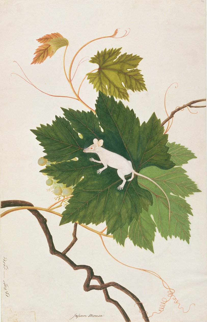 हाउस माउस, मलक्का से पशु, कीड़े और सरीसृप के चित्र से, c.1805-18 (कागज पर wc और gouache) द्वारा चीनी स्कूल
