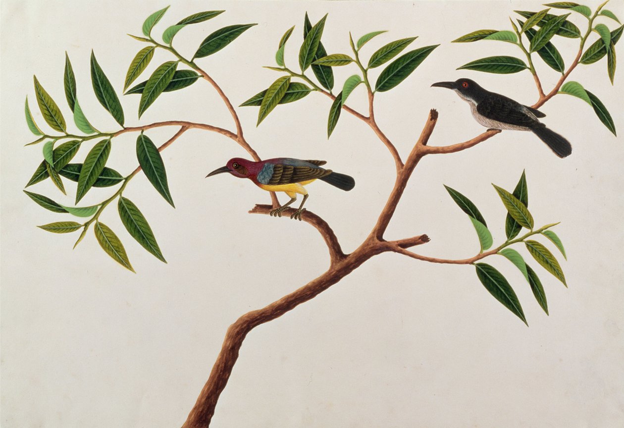 हमिंग बर्ड, बुराकॉन्ग चेरिकैप, ड्रॉइंग ऑफ बर्ड्स ऑफ मलक्का से, c.1805-18 (पोस्टिंग पर) द्वारा चीनी स्कूल
