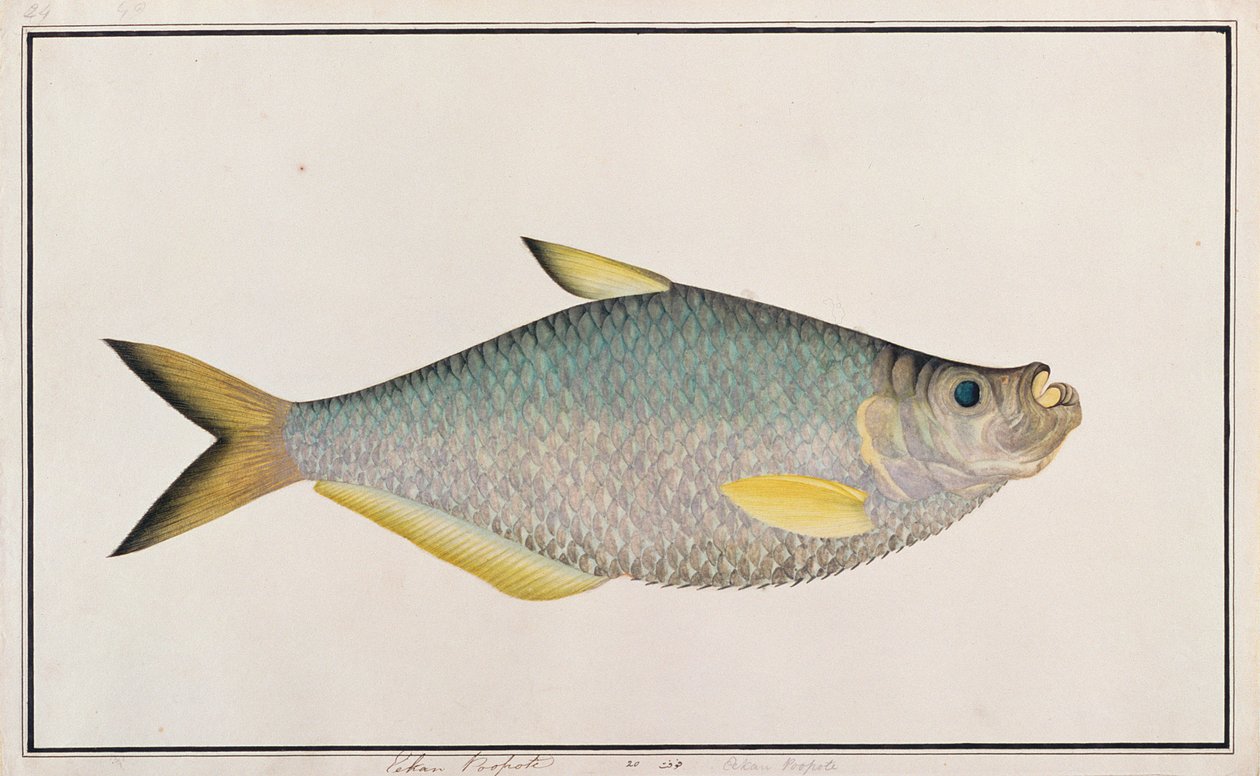 इलिशा, मलक्का से मछलियों के चित्र, c.1805-18 (कागज पर wc) द्वारा चीनी स्कूल