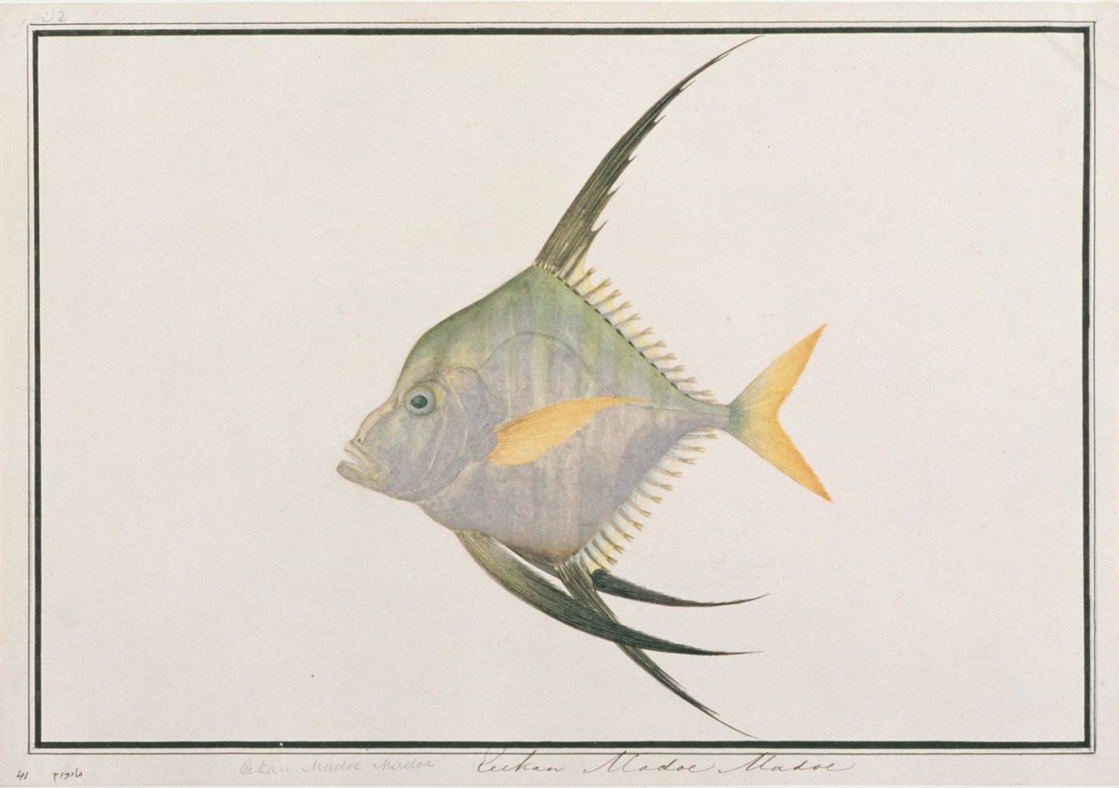 मलक्का से मछलियों के चित्र से भारतीय थ्रेडफिश, c.1805-18 (कागज पर wc) द्वारा चीनी स्कूल