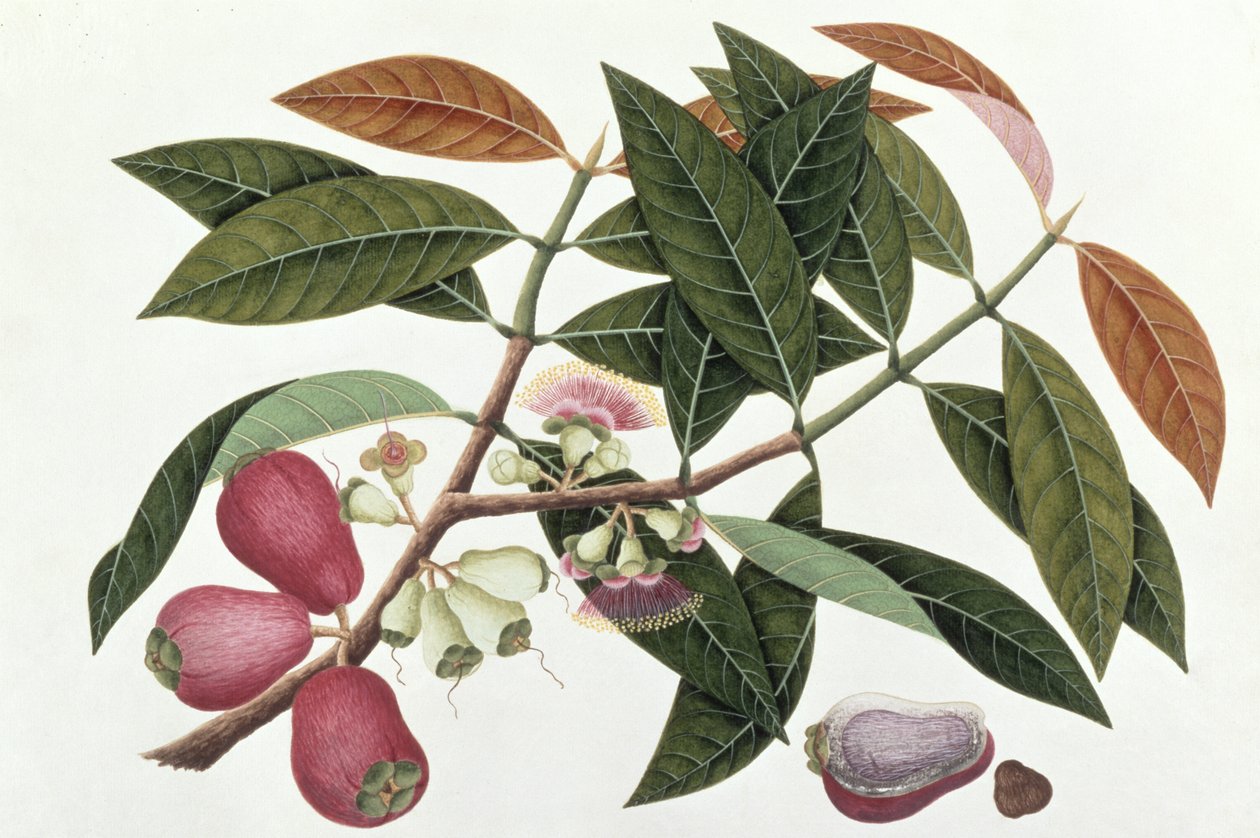 जंबो टेलोर मेरा या यूजेनिया मैलाक्युसिस, मलक्का से पौधों के चित्र से, c.1805-18 (कागज पर wc) द्वारा चीनी स्कूल