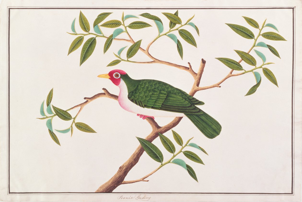 जंबु फल-कबूतर, मलक्का से पक्षियों के चित्र, c.1805-18 (कागज पर wc) द्वारा चीनी स्कूल