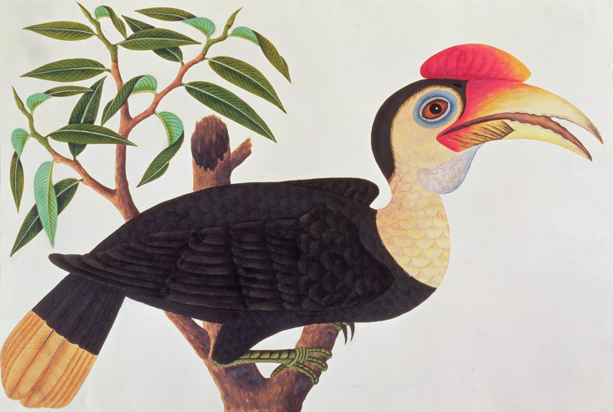 मलक्का से पक्षियों के चित्र से के-के, c.1805-18 (कागज पर wc) द्वारा चीनी स्कूल
