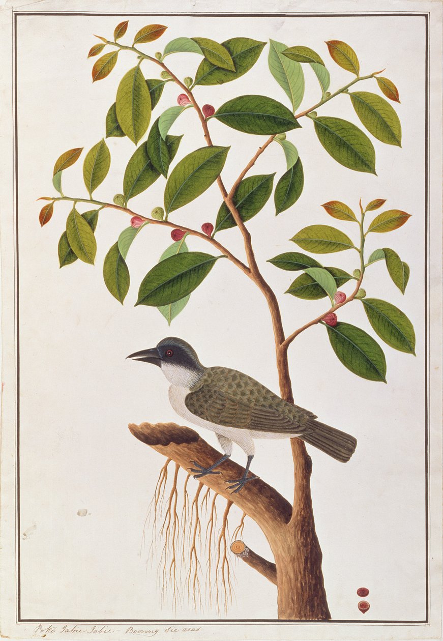 मलक्का से पक्षियों के चित्रांकन से बड़ा वुडश्रिएक, c.1805-18 (कागज पर wc) द्वारा चीनी स्कूल