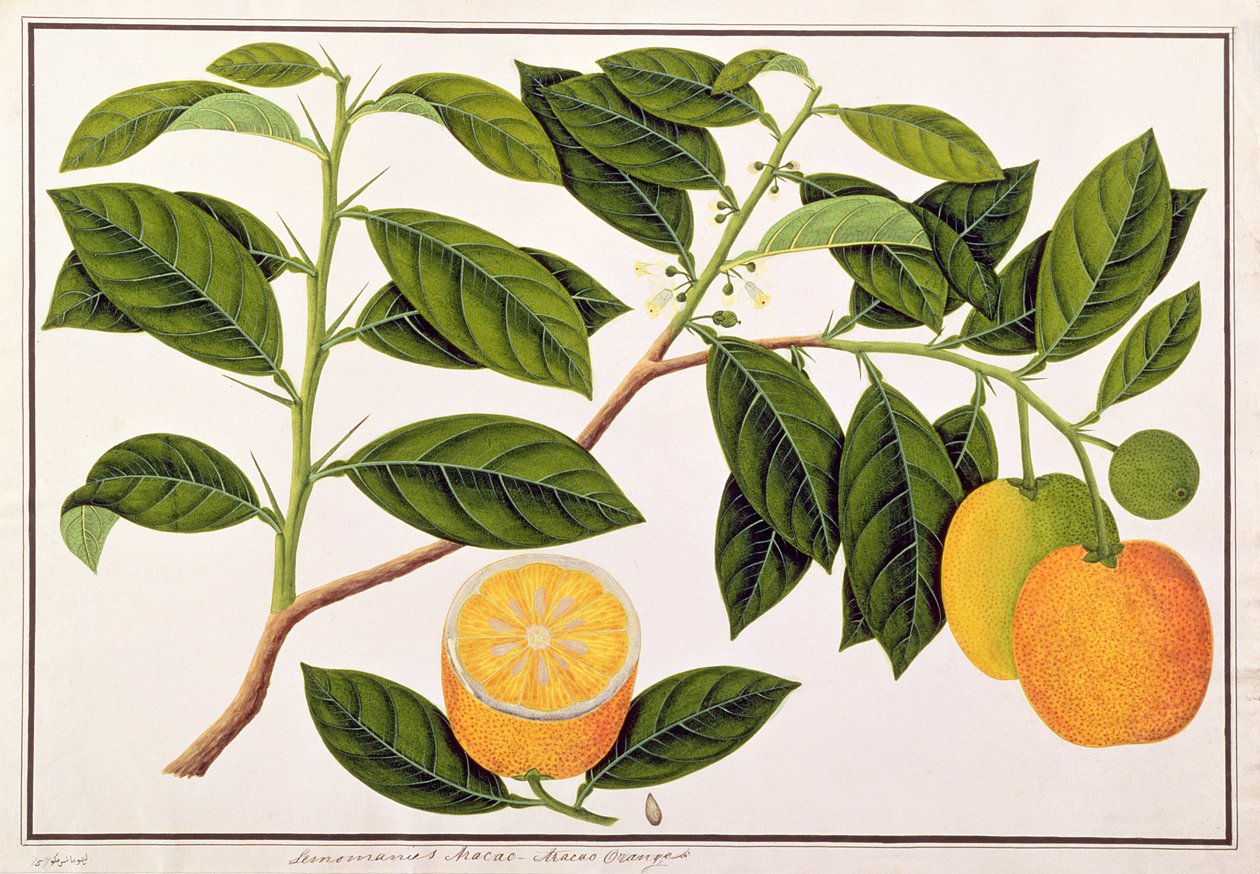 मकाको से मकोका-मकाओ ऑरेंज, लेमिंग ऑफ़ प्लांट्स से c.1805-18 (कागज पर wc) द्वारा चीनी स्कूल
